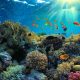 8 de junio: Día Mundial de los Océanos - Noticias de hoy en República Dominicana