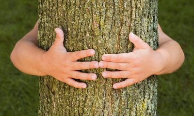 Día Mundial del Árbol