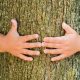 Día Mundial del Árbol