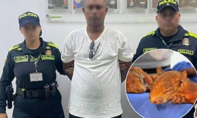 Hombre intentó viajar a República Dominicana con dos ardillas ocultas en sus genitales; una murió tras el rescate