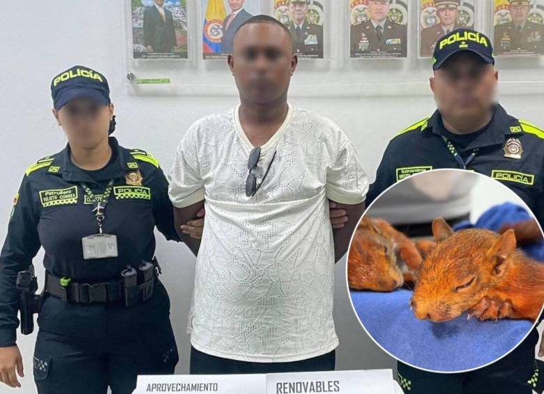Hombre intentó viajar a República Dominicana con dos ardillas ocultas en sus genitales; una murió tras el rescate