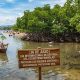 Día Internacional de Defensa del Ecosistema Manglar: un llamado a proteger los bosques costeros