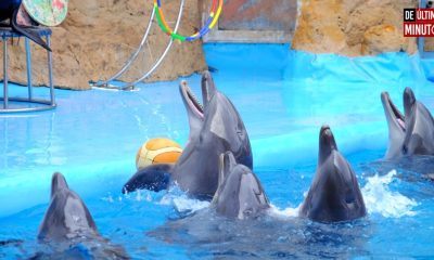 4 de julio: Día Mundial de los Delfines en Cautiverio - Noticias de hoy en República Dominicana