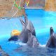 4 de julio: Día Mundial de los Delfines en Cautiverio - Noticias de hoy en República Dominicana