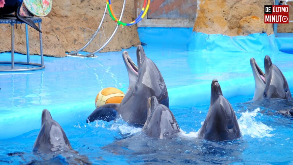 4 de julio: Día Mundial de los Delfines en Cautiverio - Noticias de hoy en República Dominicana