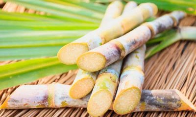 Día de la Caña: descubre la poderosa historia de este cultivo en RD