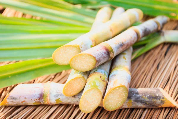 Día de la Caña: descubre la poderosa historia de este cultivo en RD